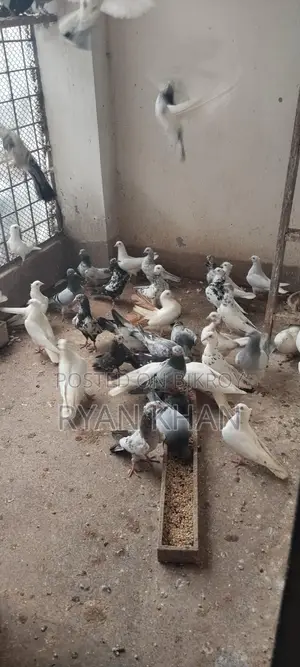 Pigeons for sale