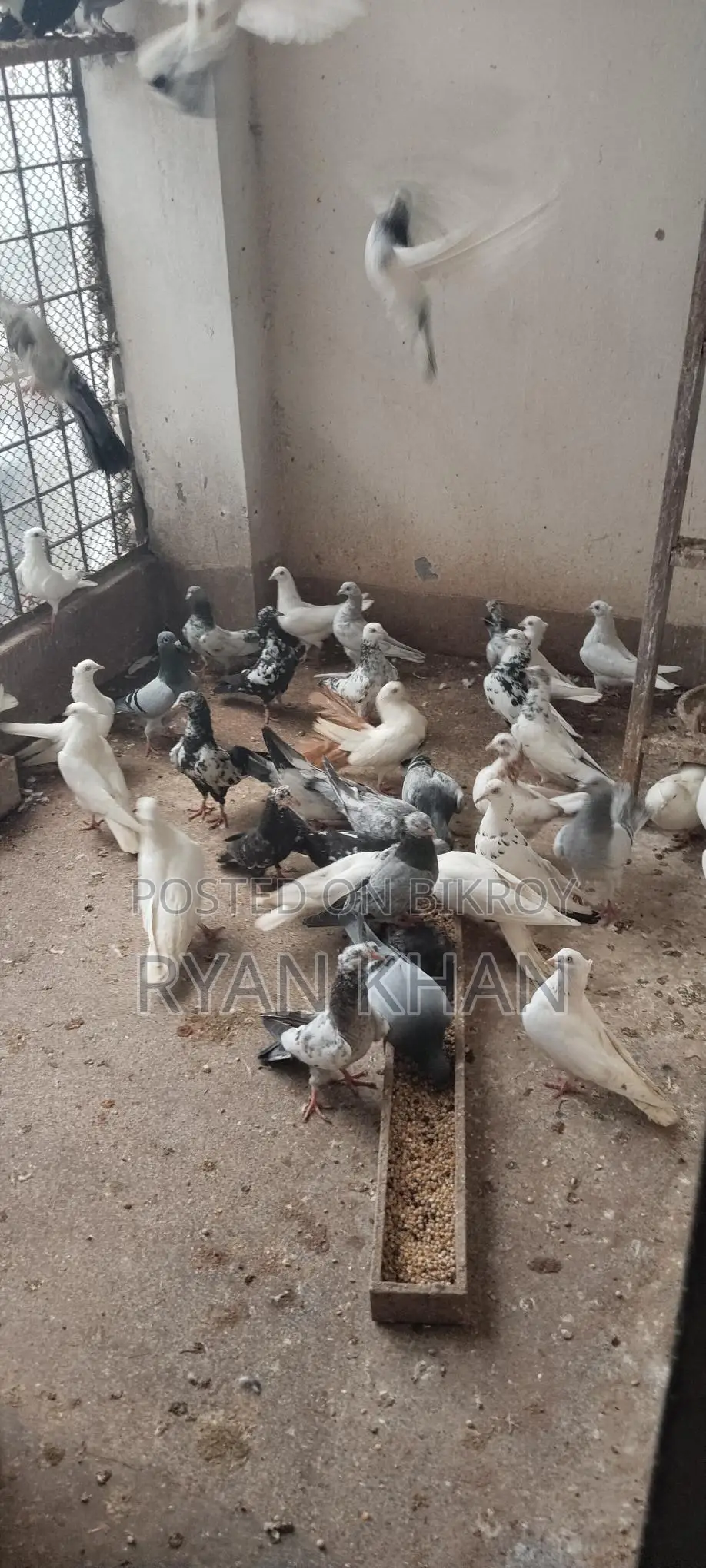 Pigeons for sale