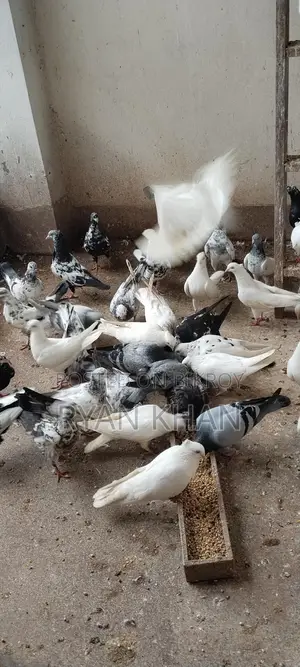 Pigeons for sale