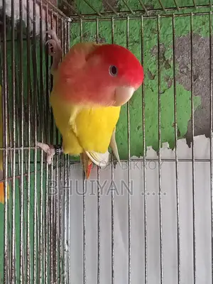 Love Bird