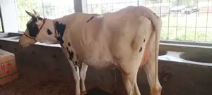 High-Quality Dairy Cow (No. 1146)