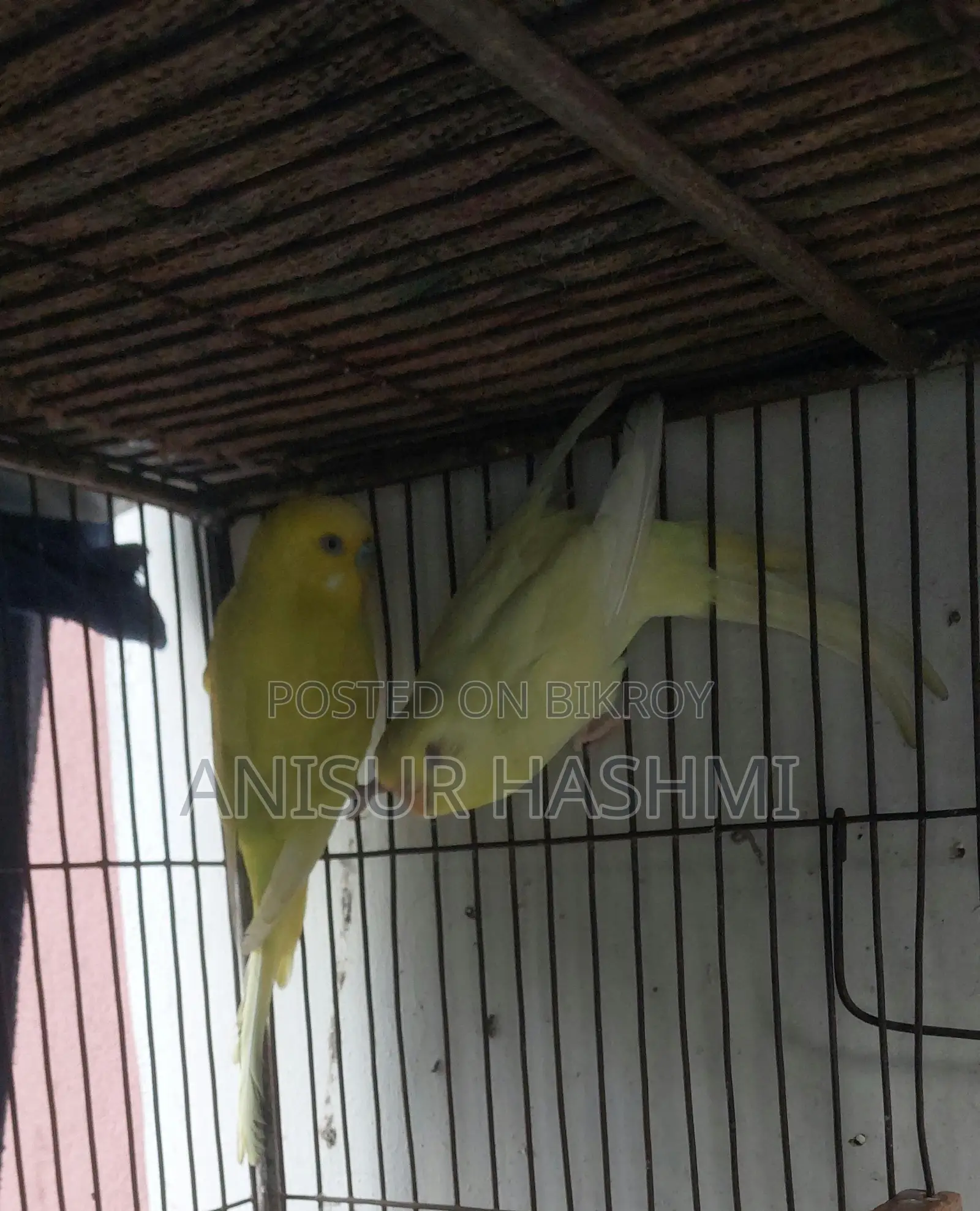 Running Pair