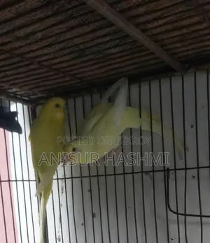 Running Pair