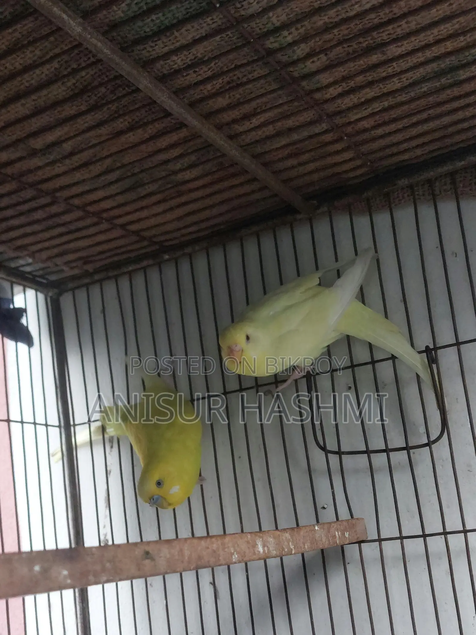 Running Pair