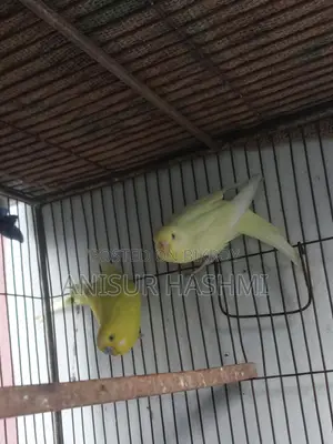 Running Pair