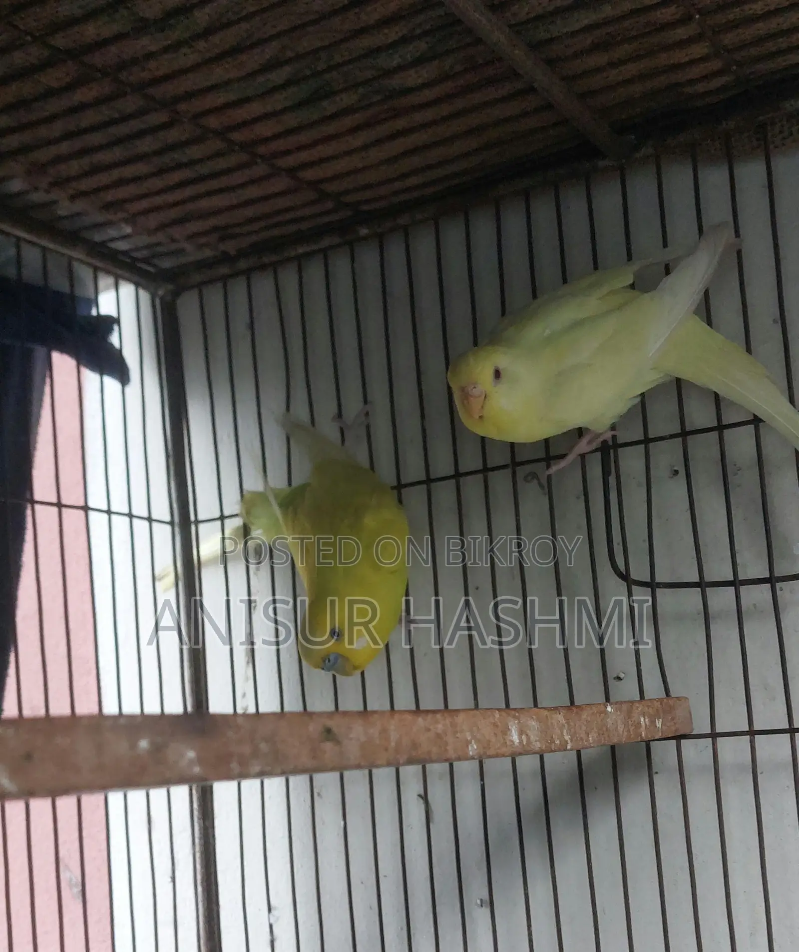Running Pair