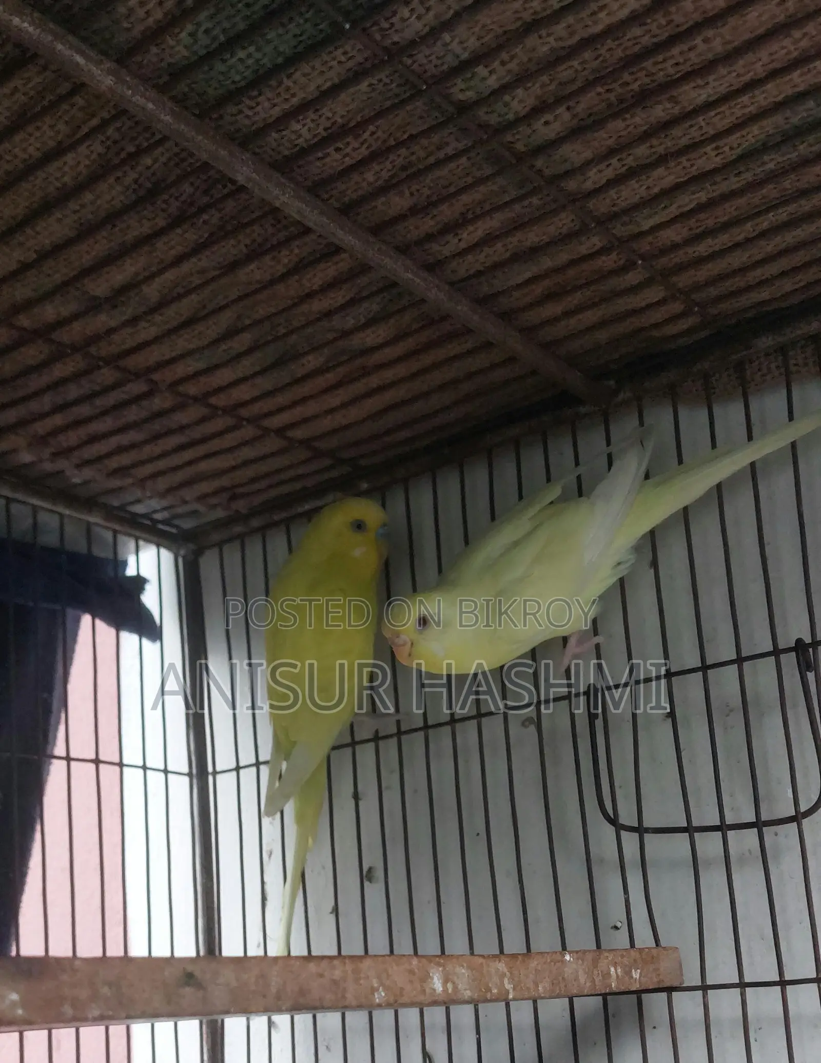 Running Pair