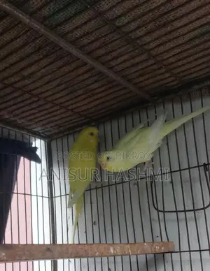 Running Pair