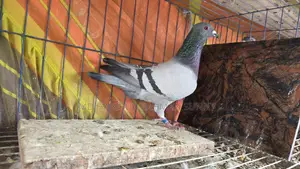 Racer Pigeon Club