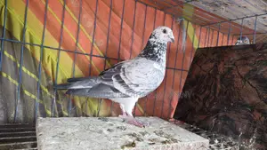Racer Pigeon Club