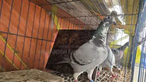 Racer Pigeon Club