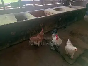 ব্রাহামা মুরগি