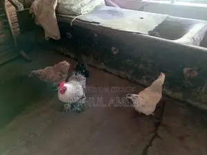ব্রাহামা মুরগি