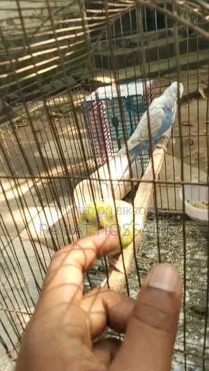 Full Adult Budgie Birds