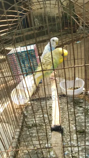 Full Adult Budgie Birds
