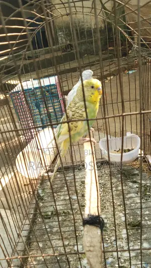 Full Adult Budgie Birds