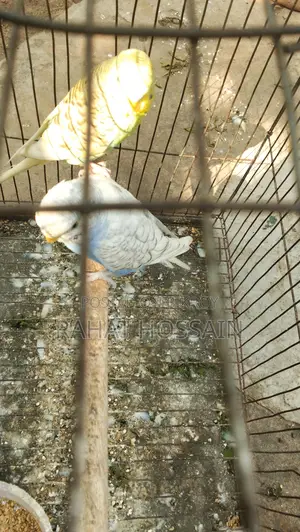 Full Adult Budgie Birds