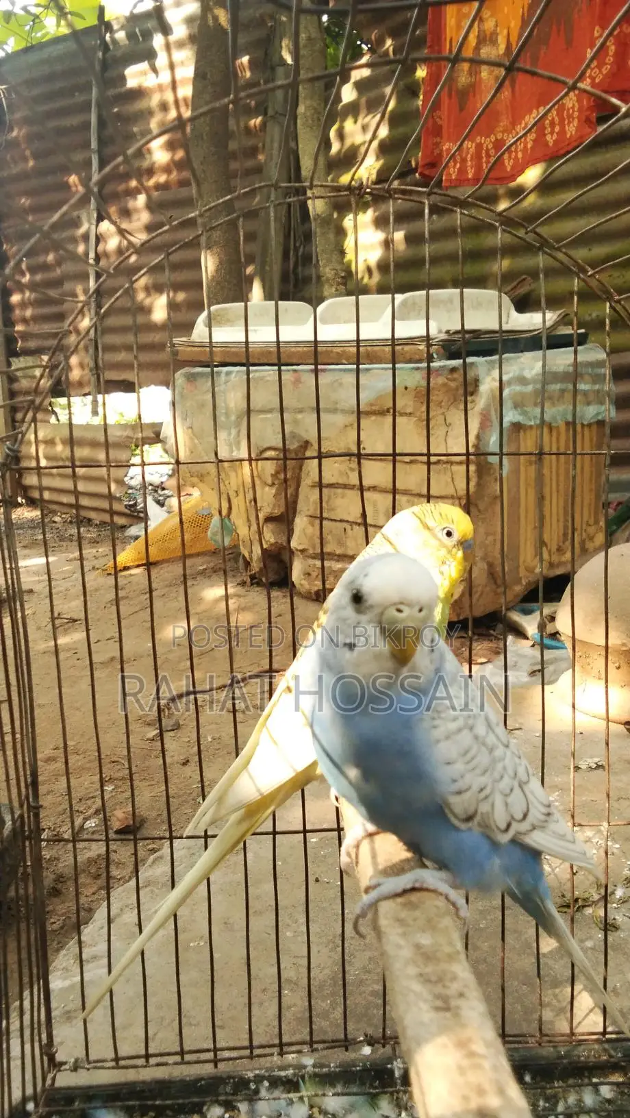 Full Adult Budgie Birds