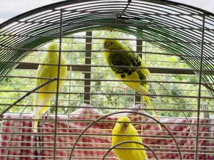 Budgerigar Birds