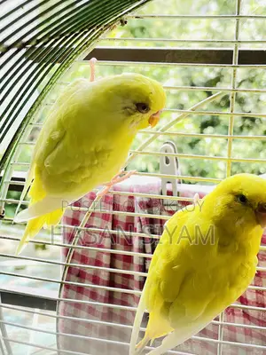 Budgerigar Birds