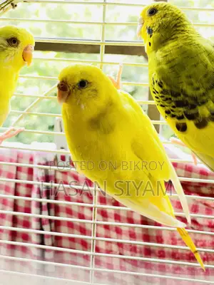 Budgerigar Birds