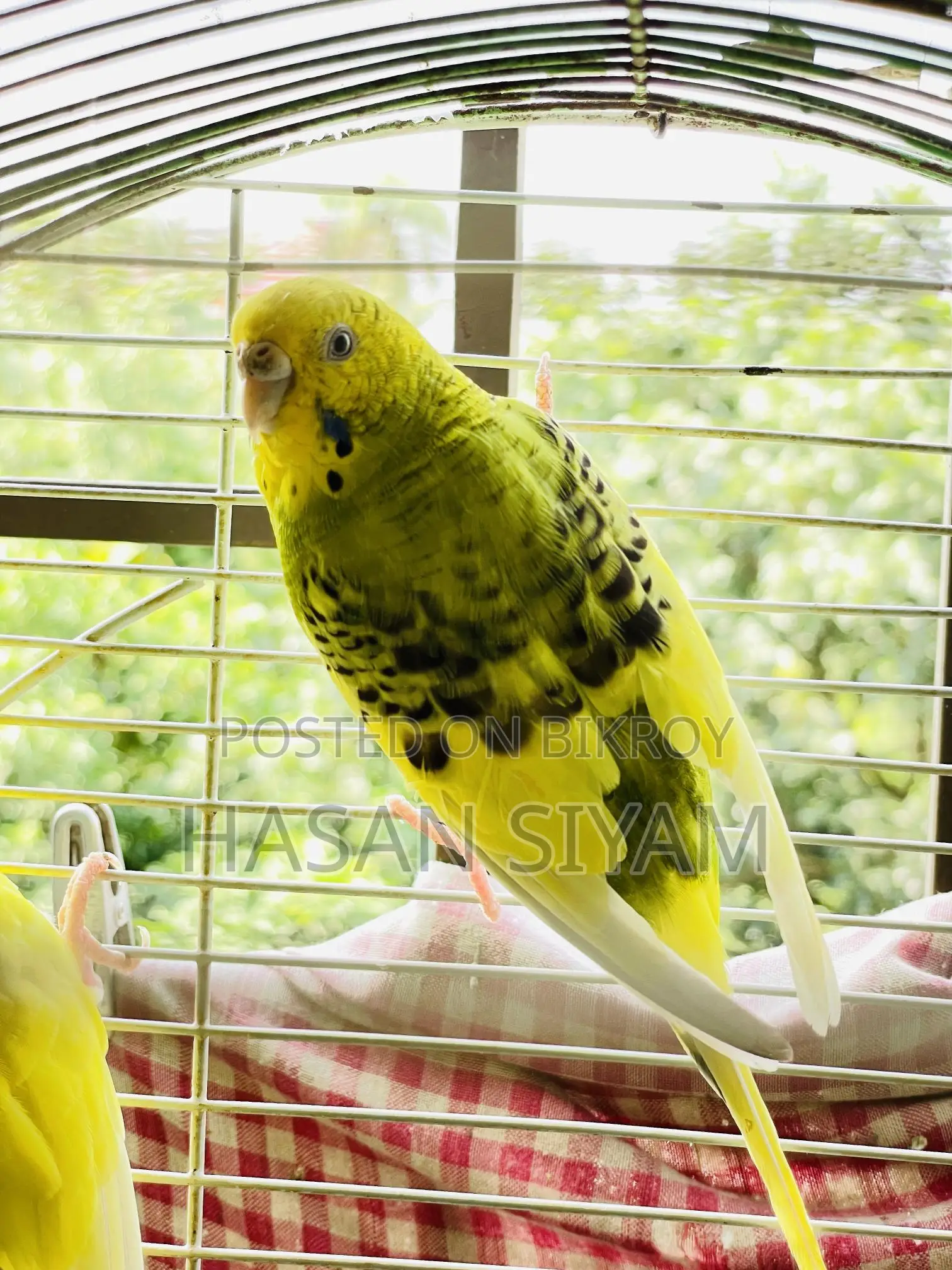 Budgerigar Birds