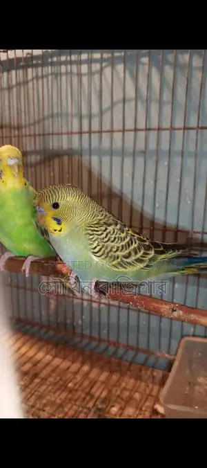 Budgerigar Bird Pair