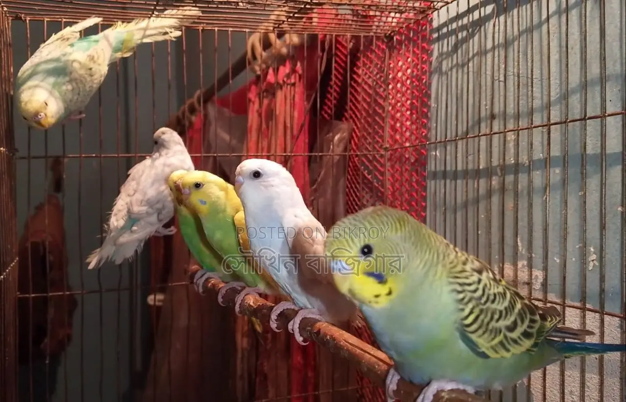 Budgerigar Bird Pair