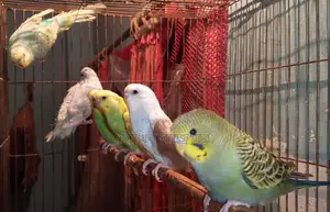 Budgerigar Bird Pair