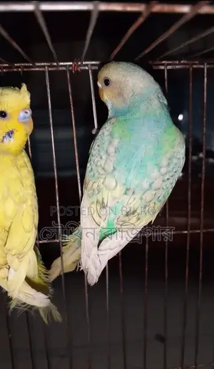 Budgerigar Bird Pair