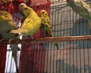 Budgerigar Bird Pair