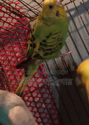Budgerigar Bird Pair