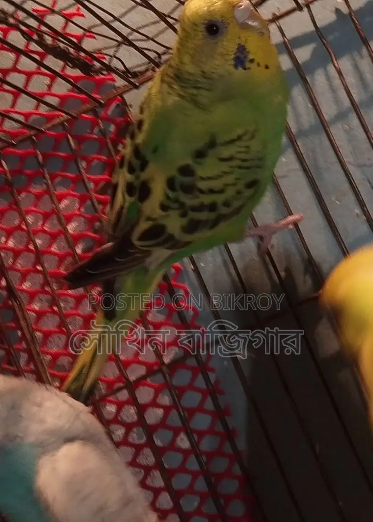 Budgerigar Bird Pair