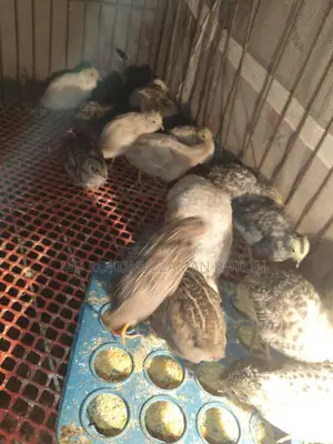 King Quail