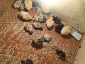 King Quail
