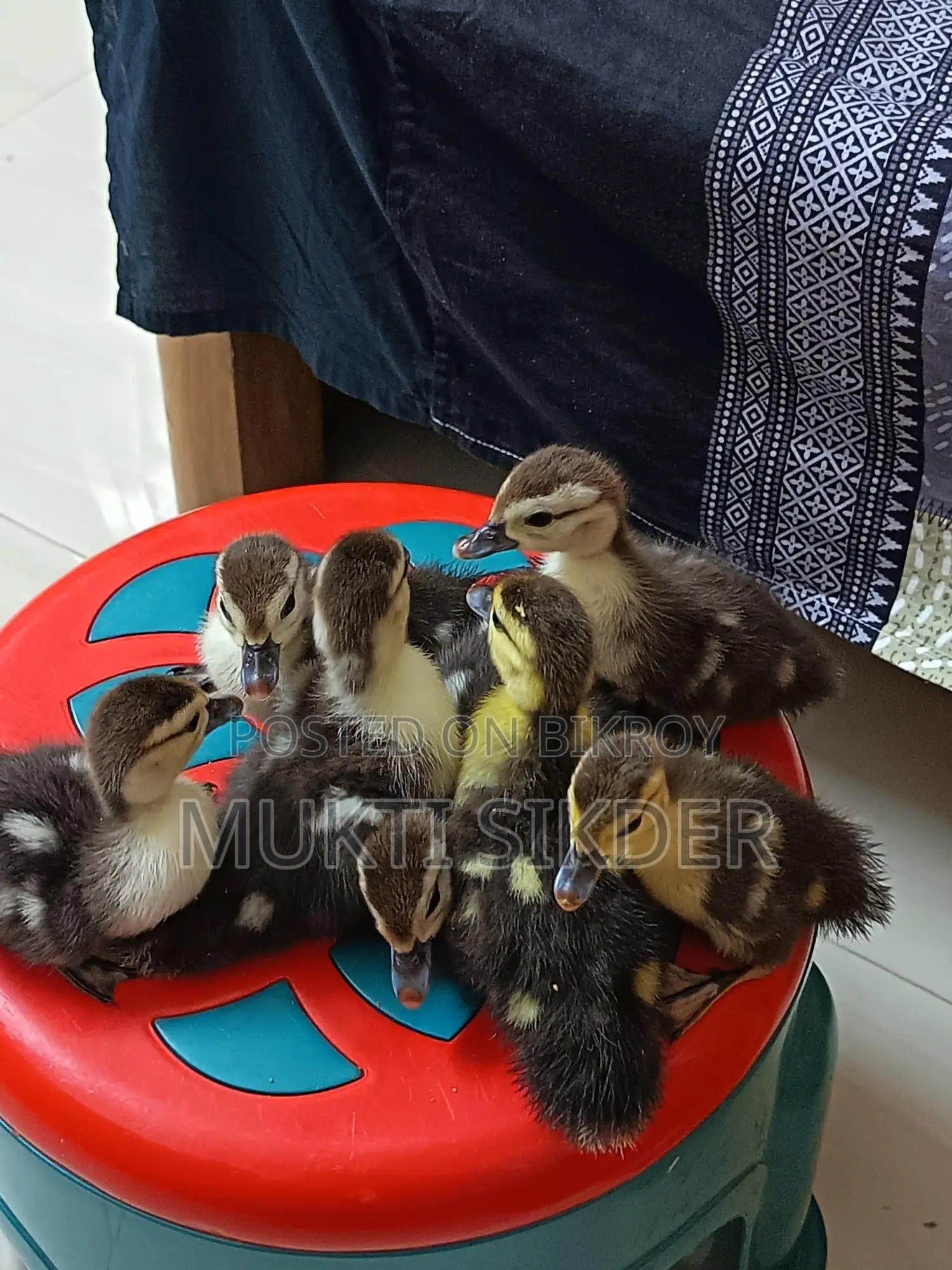 7-Day Old Chinese Ducklings for Sale – Healthy and Naturally Hatched