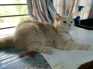পিওর পার্সিয়ান