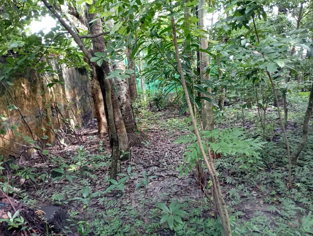 নির্ভেজাল জমি এখনই বাড়ি করার উপযুক্ত।