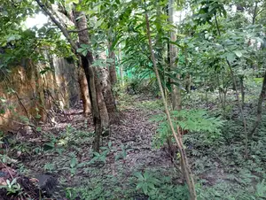 নির্ভেজাল জমি এখনই বাড়ি করার উপযুক্ত।