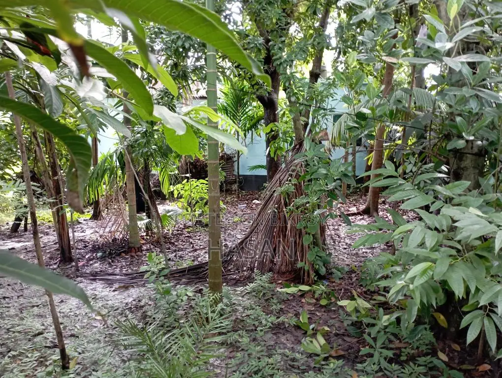 নির্ভেজাল জমি এখনই বাড়ি করার উপযুক্ত।