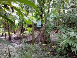 নির্ভেজাল জমি এখনই বাড়ি করার উপযুক্ত।