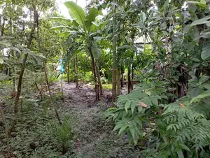 নির্ভেজাল জমি এখনই বাড়ি করার উপযুক্ত।