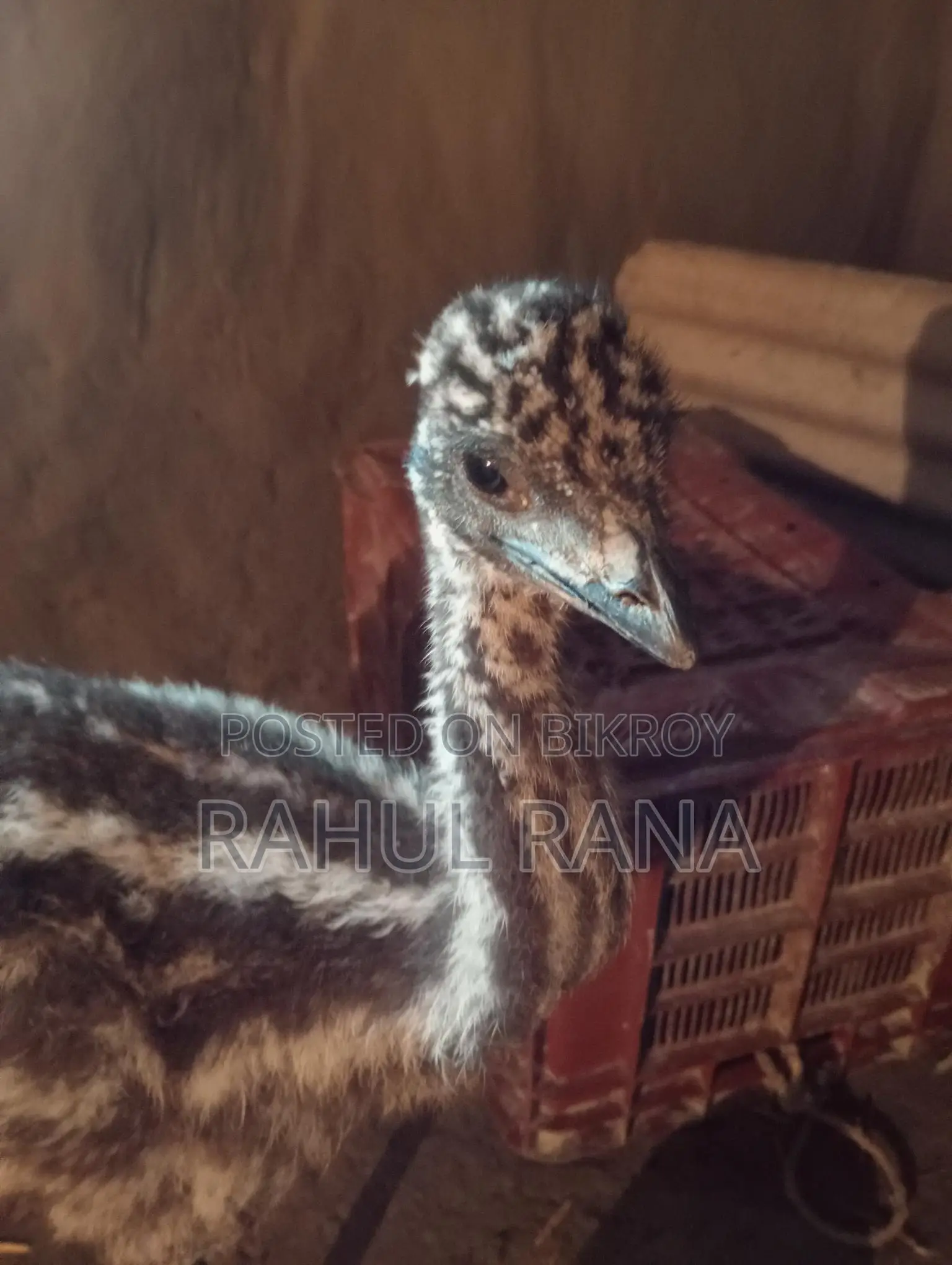 Emu Bird