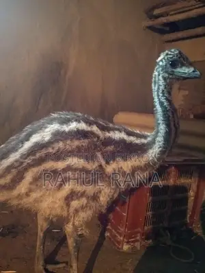 Emu Bird