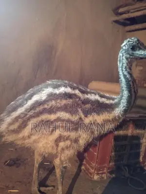 Emu Bird