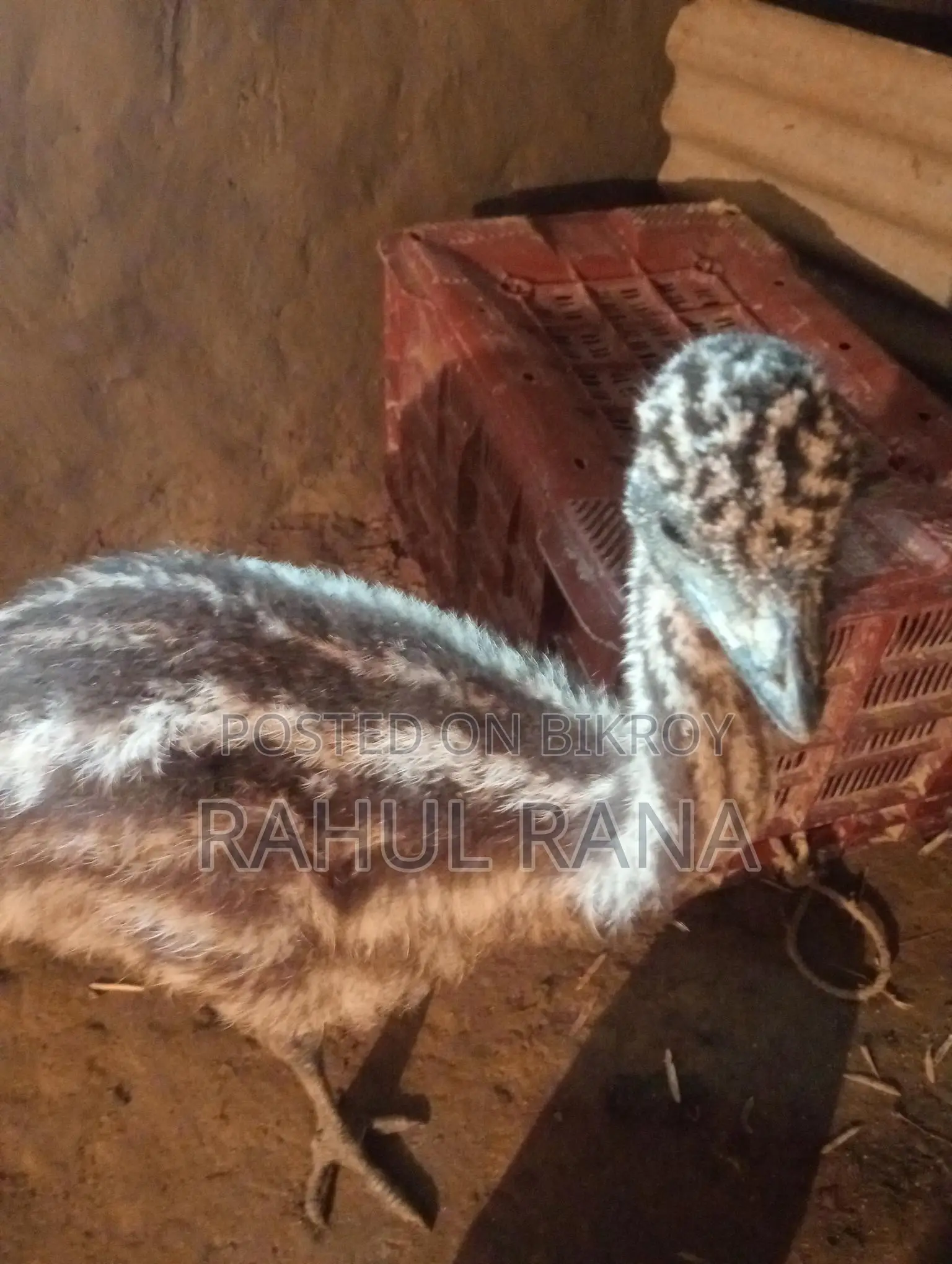 Emu Bird