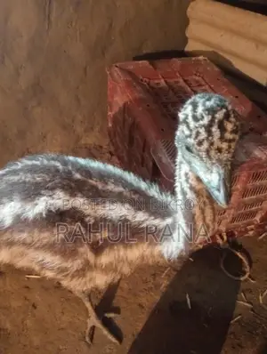 Emu Bird