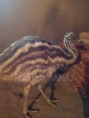Emu Bird