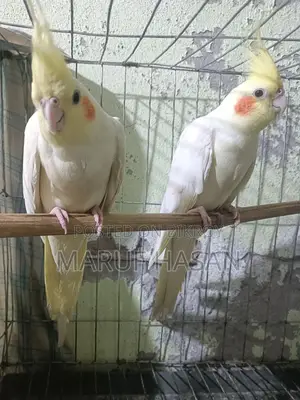 Lutino Cockatiel