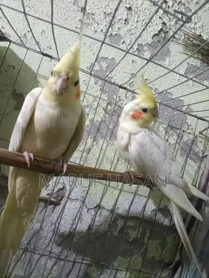 Lutino Cockatiel